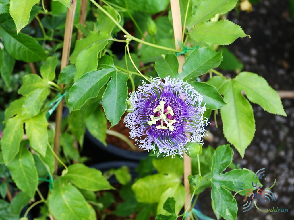 สร้อยฟ้า Passiflora × alato-caerulea Lindl.