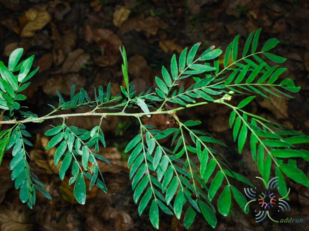 พู่จอมพล Calliandra haematocephala Hassk.