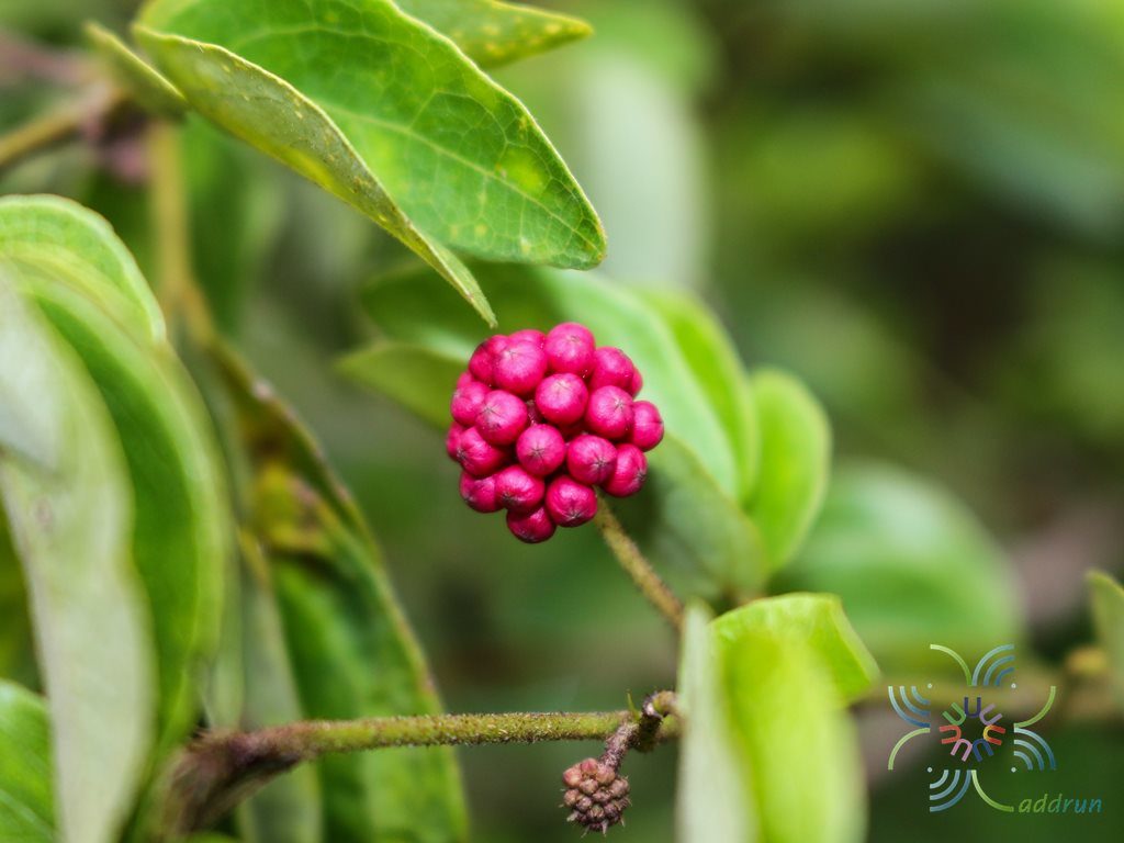พู่จอมพล Calliandra haematocephala Hassk.