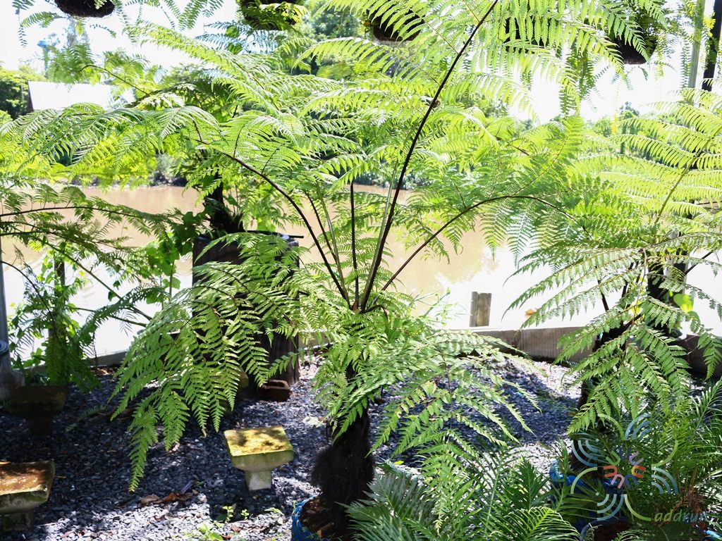 เฟินกูดพร้าว Cyathea latebrosa (Wall. ex Hook.) Copel.
