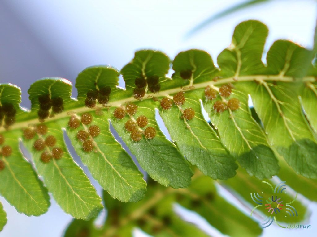 เฟินกูดพร้าว Cyathea latebrosa (Wall. ex Hook.) Copel.