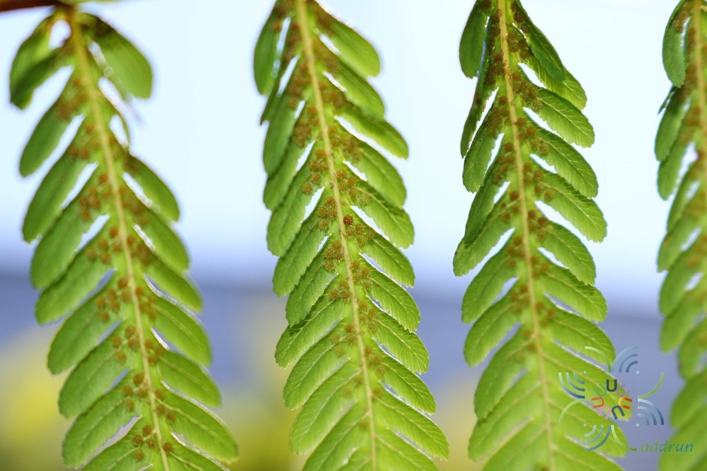 เฟินกูดพร้าว Cyathea latebrosa (Wall. ex Hook.) Copel.