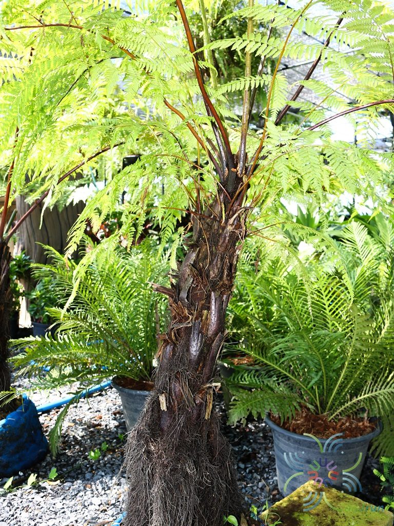 เฟินกูดพร้าว Cyathea latebrosa (Wall. ex Hook.) Copel.