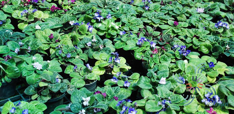 แอฟริกันไวโอเลต สีคราม Saintpaulia sp.