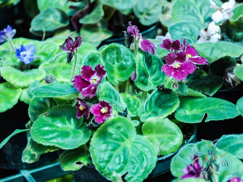 แอฟริกันไวโอเลต สีคราม Saintpaulia sp.