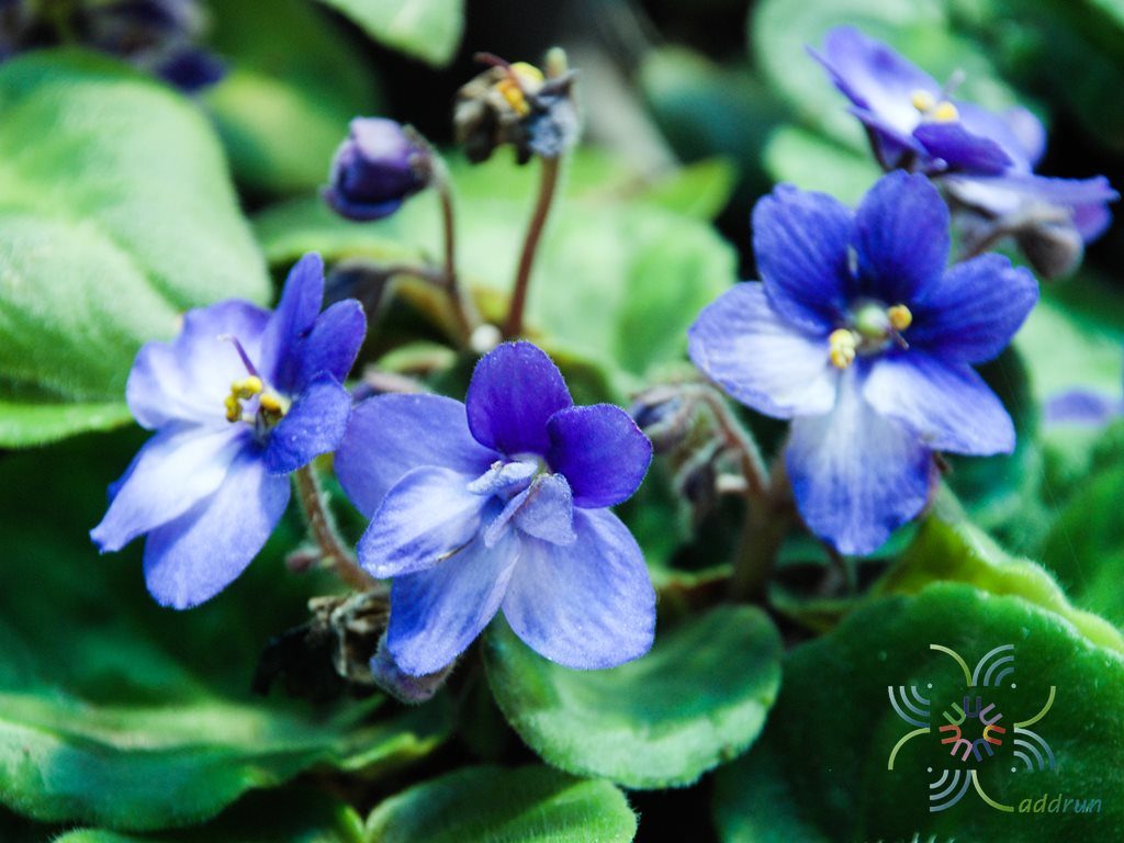 แอฟริกันไวโอเลต สีคราม Saintpaulia sp.