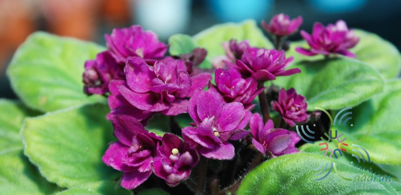 แอฟริกันไวโอเลต สีม่วงดอกซ้อน Saintpaulia sp.