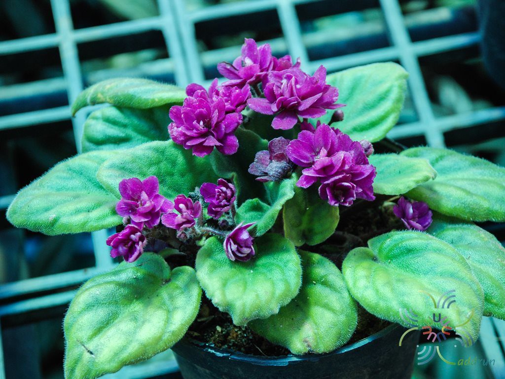 แอฟริกันไวโอเลต สีม่วงดอกซ้อน Saintpaulia sp.