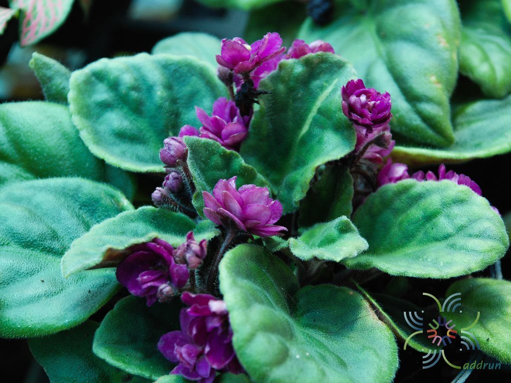 แอฟริกันไวโอเลต สีม่วงดอกซ้อน Saintpaulia sp.