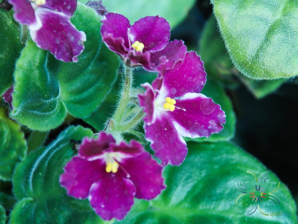 แอฟริกันไวโอเลต สีม่วง Saintpaulia sp.