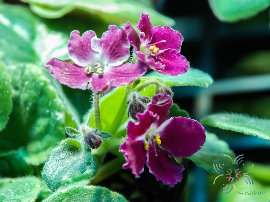 แอฟริกันไวโอเลต สีม่วง Saintpaulia sp.