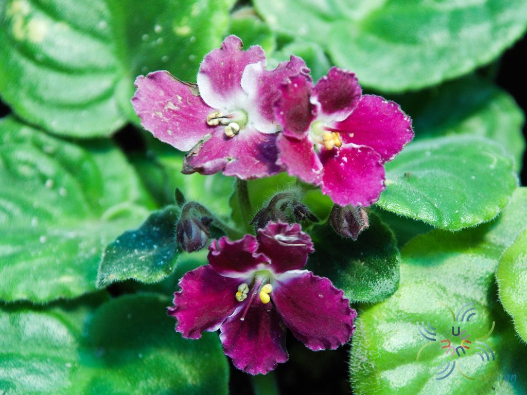 แอฟริกันไวโอเลต สีม่วง Saintpaulia sp.