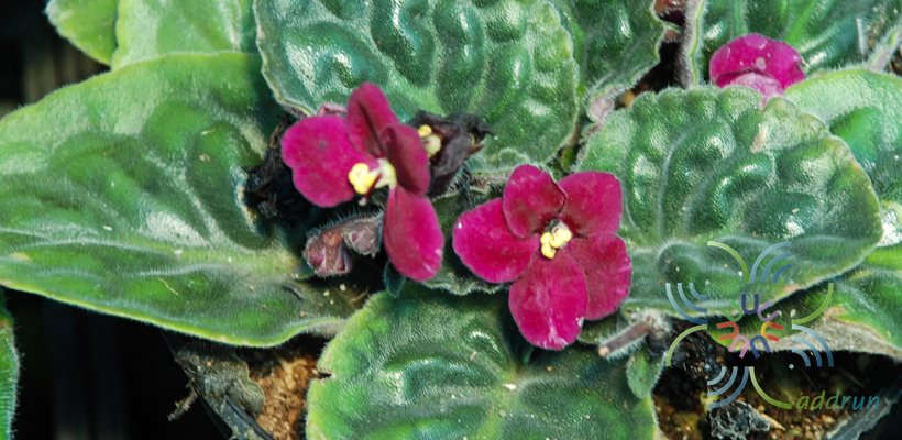 แอฟริกันไวโอเลต สีม่วง Saintpaulia sp.