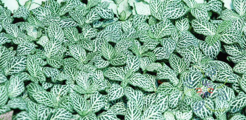 พรมออสเตรเลีย 1 Fittonia albivenis (Lindl. ex Veitch) Brummitt