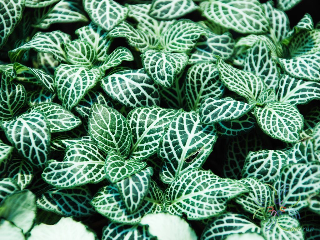 พรมออสเตรเลีย 1 Fittonia albivenis (Lindl. ex Veitch) Brummitt