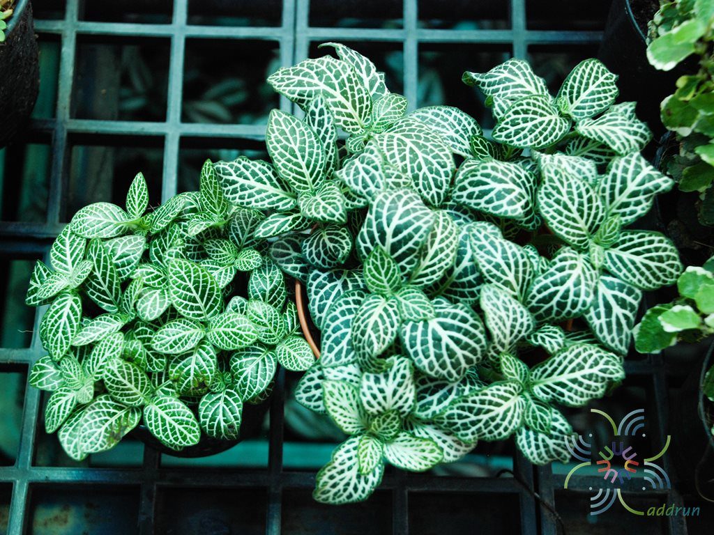 พรมออสเตรเลีย 1 Fittonia albivenis (Lindl. ex Veitch) Brummitt