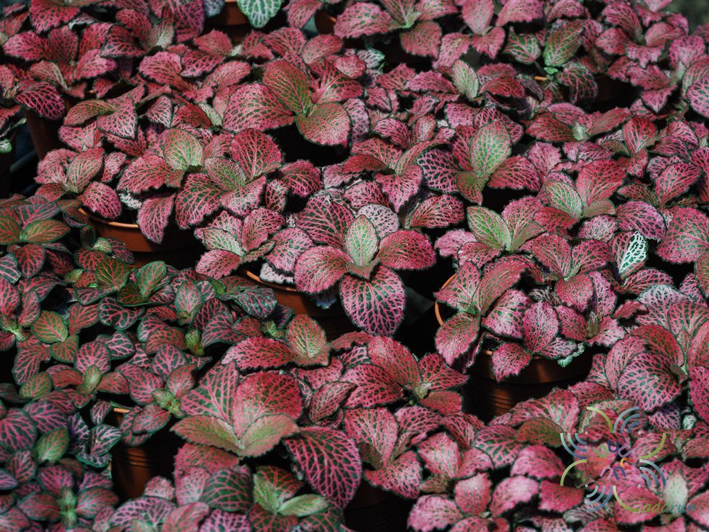 พรมออสเตรเลีย 2 Fittonia albivenis (Lindl. ex Veitch) Brummitt