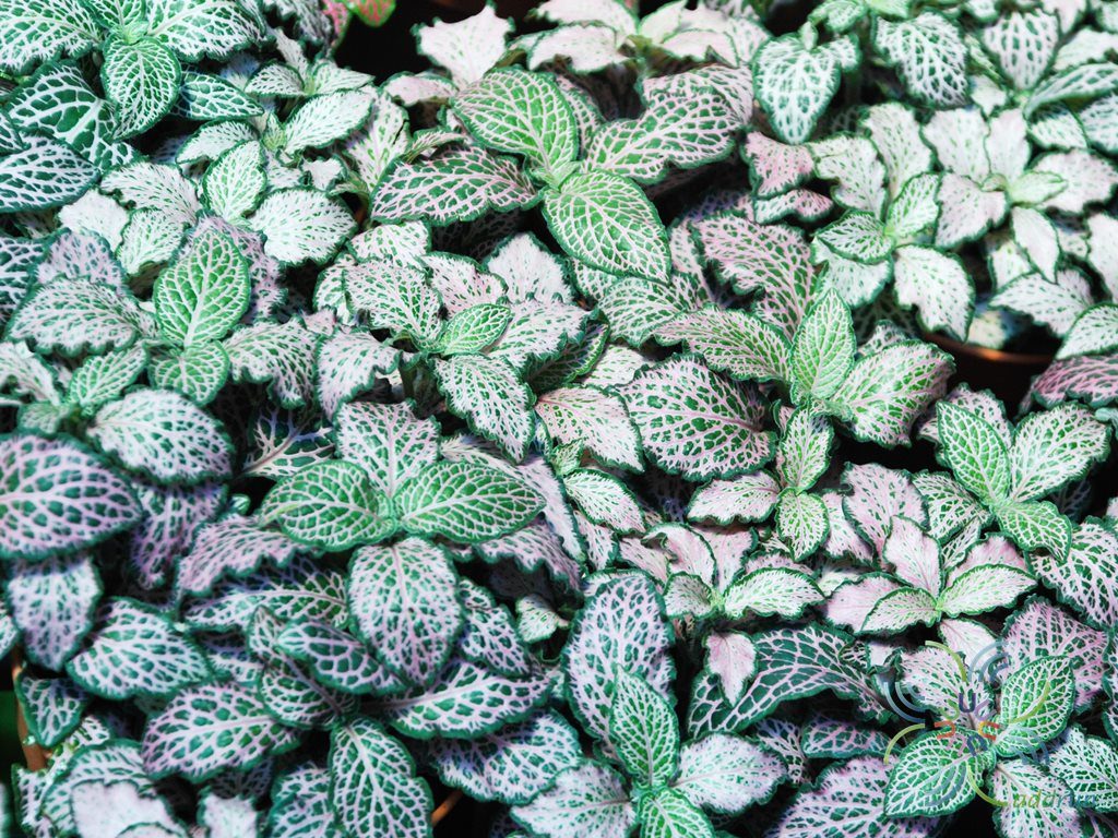 พรมออสเตรเลีย 2 Fittonia albivenis (Lindl. ex Veitch) Brummitt