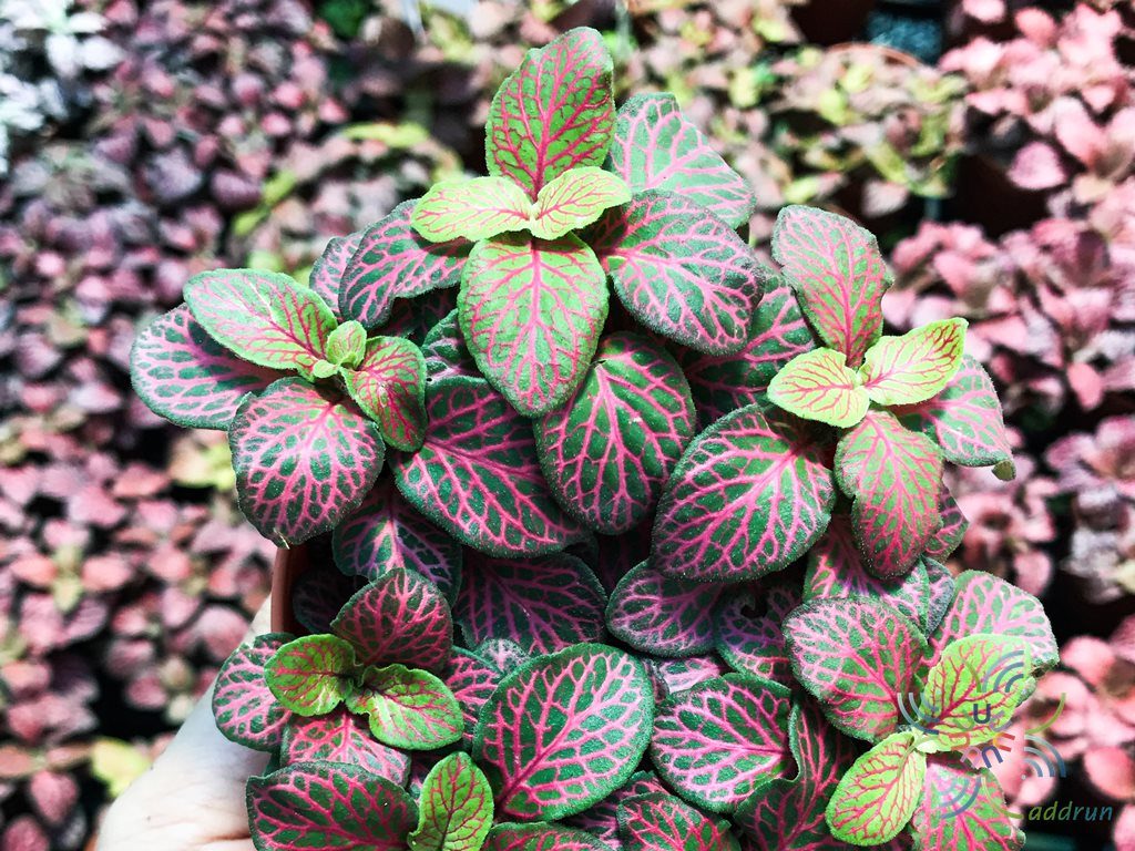 พรมออสเตรเลีย 3 Fittonia albivenis (Lindl. ex Veitch) Brummitt