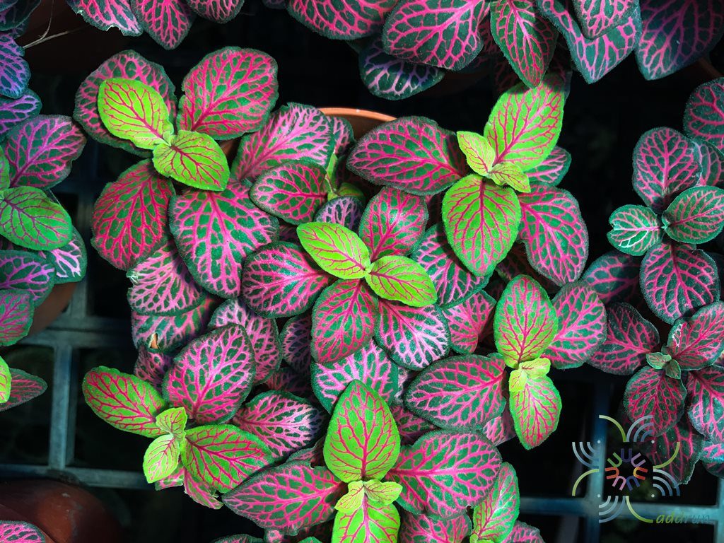 พรมออสเตรเลีย 3 Fittonia albivenis (Lindl. ex Veitch) Brummitt