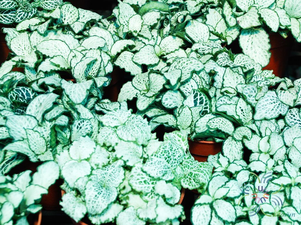 พรมออสเตรเลีย 4 Fittonia albivenis (Lindl. ex Veitch) Brummitt
