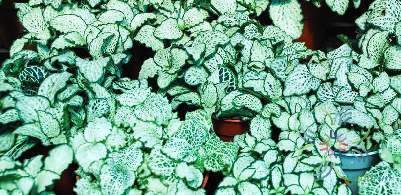 พรมออสเตรเลีย 4 Fittonia albivenis (Lindl. ex Veitch) Brummitt