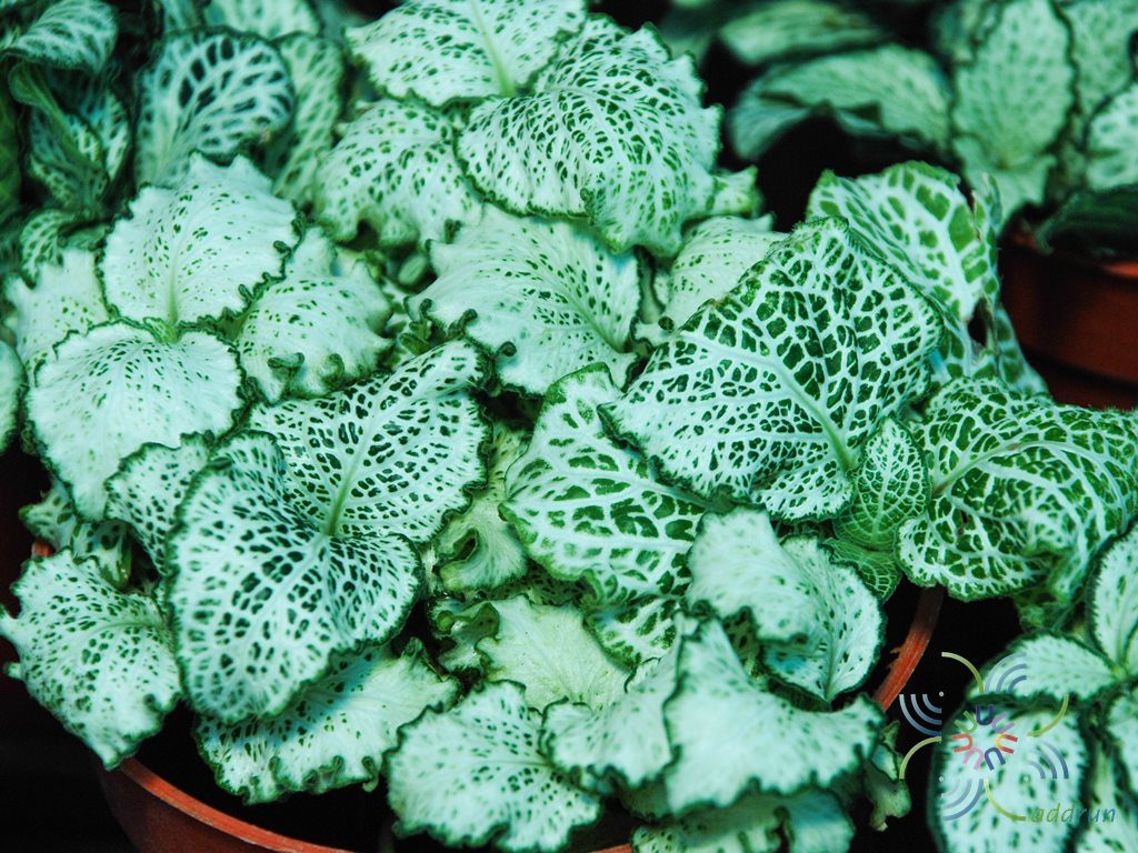 พรมออสเตรเลีย 4 Fittonia albivenis (Lindl. ex Veitch) Brummitt