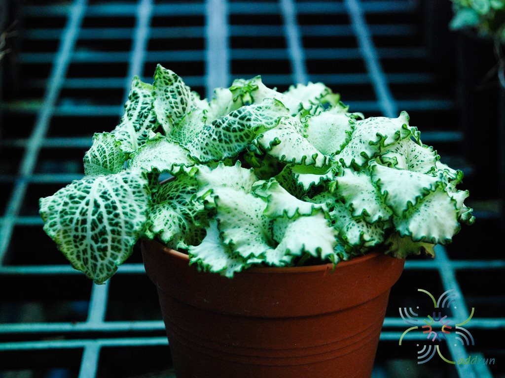 พรมออสเตรเลีย 4 Fittonia albivenis (Lindl. ex Veitch) Brummitt