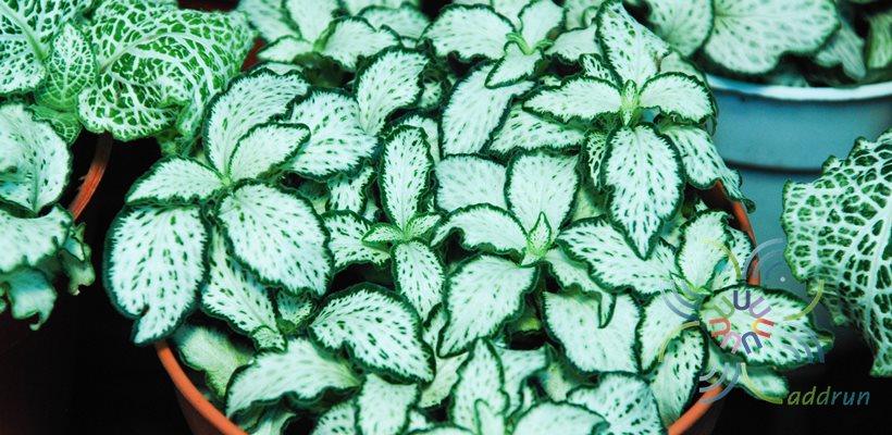 พรมออสเตรเลีย 5 Fittonia albivenis (Lindl. ex Veitch) Brummitt