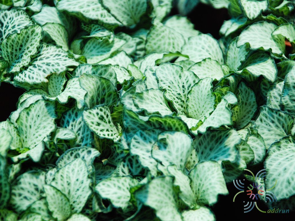 พรมออสเตรเลีย 5 Fittonia albivenis (Lindl. ex Veitch) Brummitt