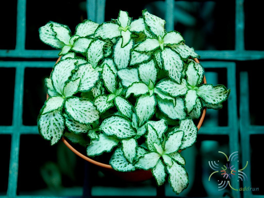 พรมออสเตรเลีย 5 Fittonia albivenis (Lindl. ex Veitch) Brummitt