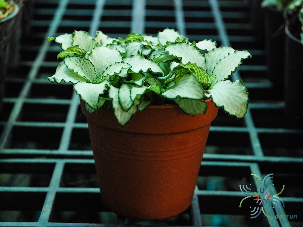 พรมออสเตรเลีย 6 Fittonia albivenis (Lindl. ex Veitch) Brummitt