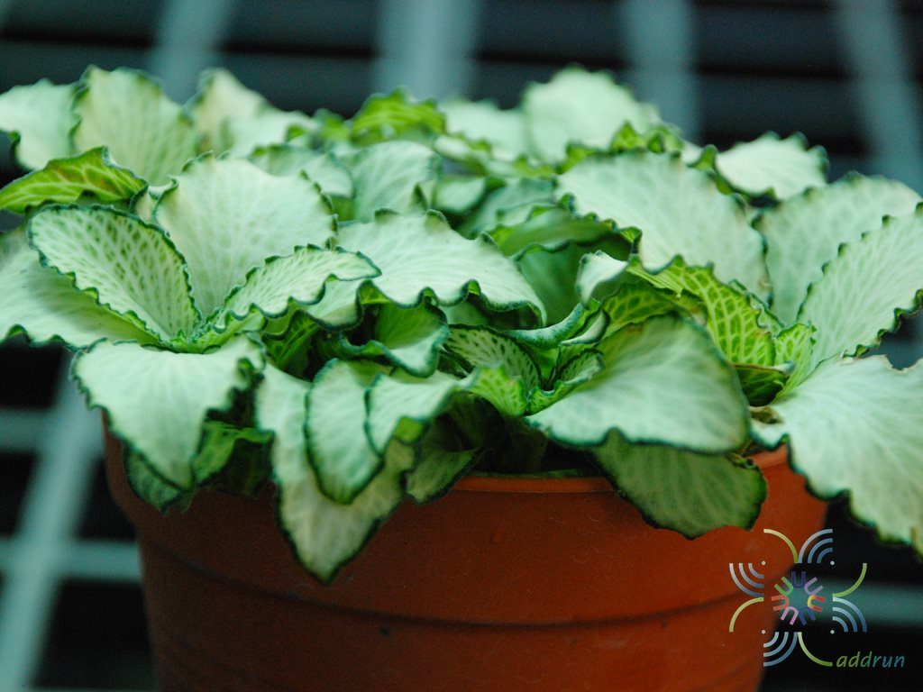 พรมออสเตรเลีย 6 Fittonia albivenis (Lindl. ex Veitch) Brummitt