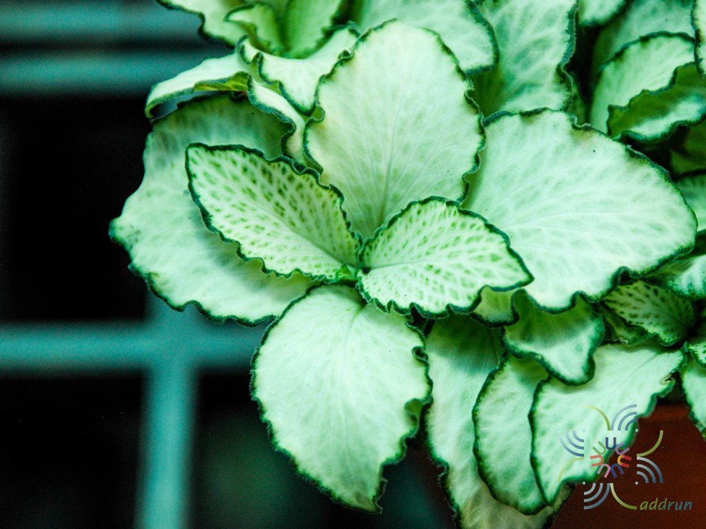 พรมออสเตรเลีย 6 Fittonia albivenis (Lindl. ex Veitch) Brummitt