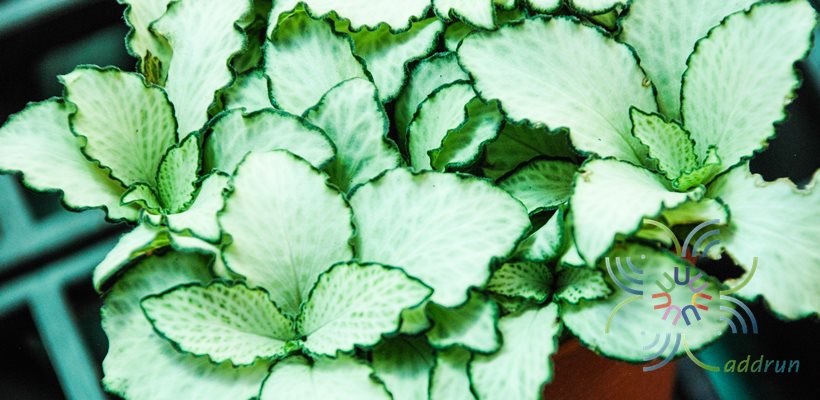 พรมออสเตรเลีย 6 Fittonia albivenis (Lindl. ex Veitch) Brummitt