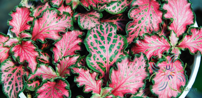 พรมออสเตรเลีย 7 Fittonia albivenis (Lindl. ex Veitch) Brummitt