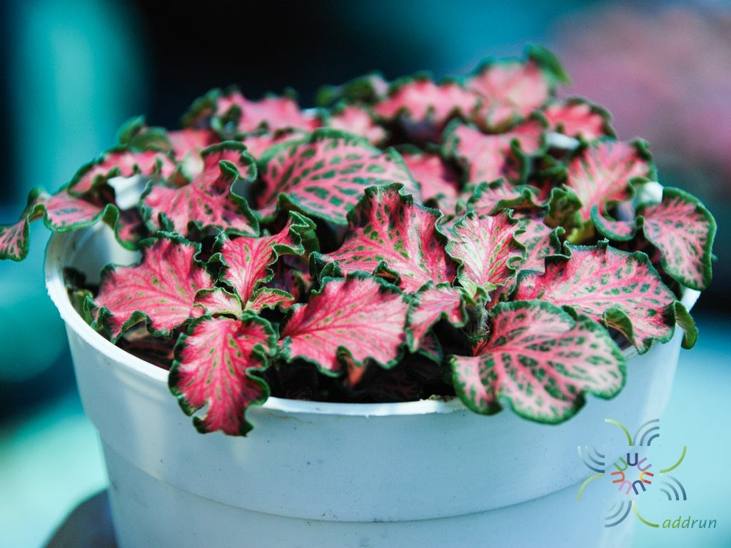 พรมออสเตรเลีย 7 Fittonia albivenis (Lindl. ex Veitch) Brummitt