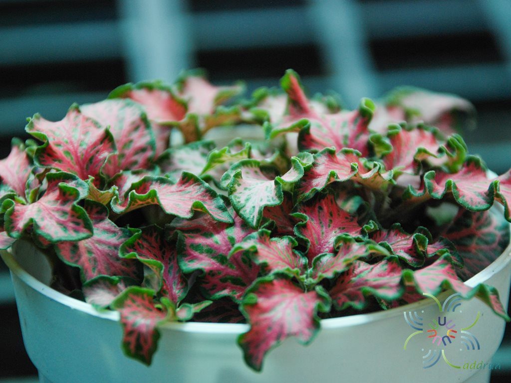พรมออสเตรเลีย 7 Fittonia albivenis (Lindl. ex Veitch) Brummitt