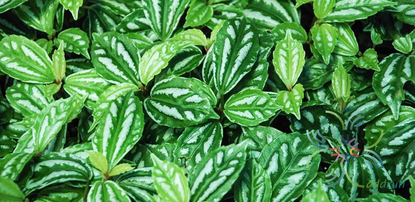 นกกระทา Pilea cadierei Gagnep. & Guillaumin