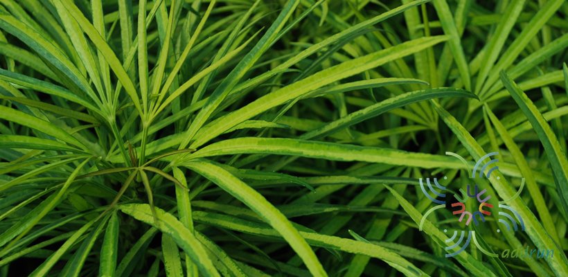 เล็บครุฑเขียว Osmoxylon lineare (Merr.) Philipson