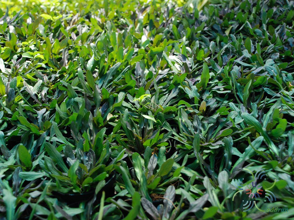 อาซูก้า Ajuga reptans 'Valfredda'