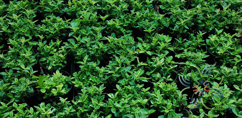 ข้าวตอกพระร่วง Serissa japonica (Thunb.) Thunb.