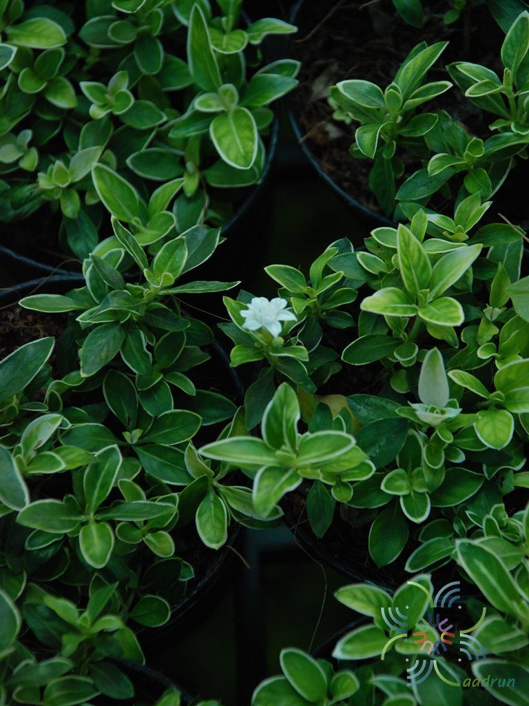 ข้าวตอกพระร่วง Serissa japonica (Thunb.) Thunb.