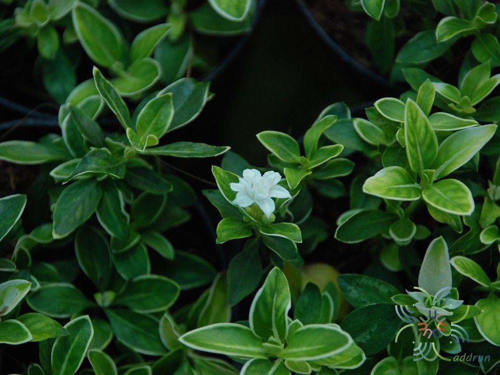 ข้าวตอกพระร่วง Serissa japonica (Thunb.) Thunb.