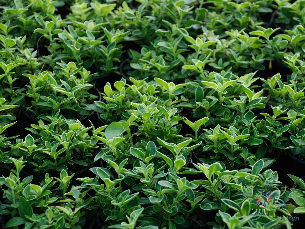 ข้าวตอกพระร่วง Serissa japonica (Thunb.) Thunb.