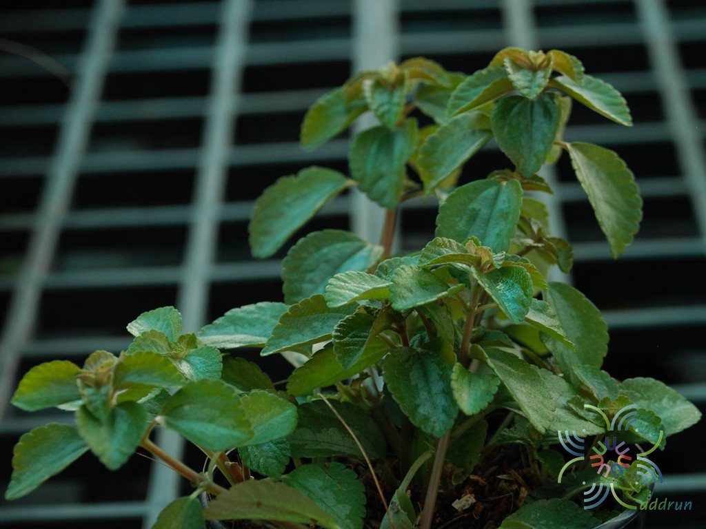 เพชรสายรุ้ง Plectranthus sp.