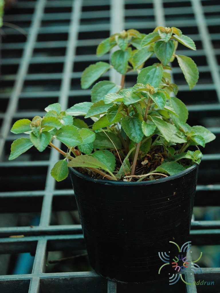 เพชรสายรุ้ง Plectranthus sp.