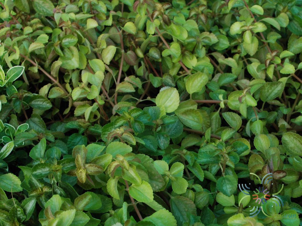 เพชรสายรุ้ง Plectranthus sp.
