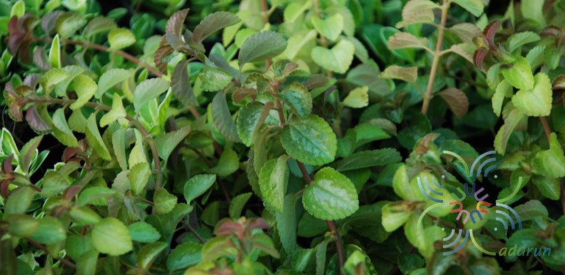 เพชรสายรุ้ง Plectranthus sp.