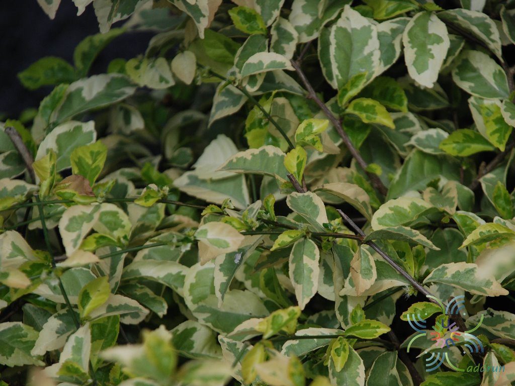 ชาด่าง Acalypha siamensis Oliv. ex Gage